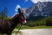فروش روغن جناب الاغ برای درد زانوها! + عکس