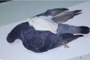 حرکت عجیب و نوبر پلیس همه را شوکه کرد/ بازداشت کبوتر قاچاقچی!