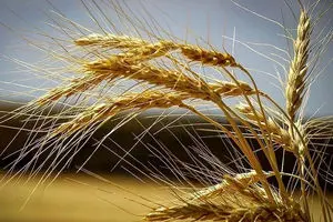 خبر خوش درباره گندمکاران 