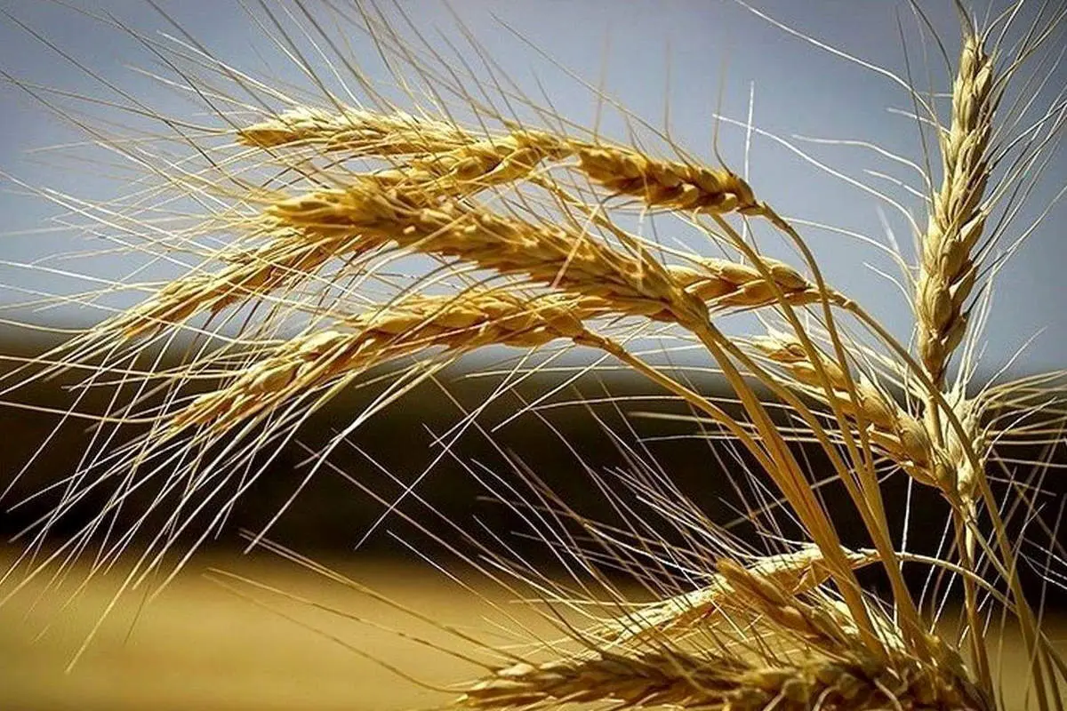 خبر خوش درباره گندمکاران 