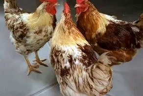  عجیب و غریب؛ زن چینی برای خروسش پدیکور انجام می‌دهد+عکس