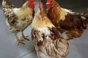 خروس وحشی که گوشواره جواهر صاحبش را دزدید +عکس