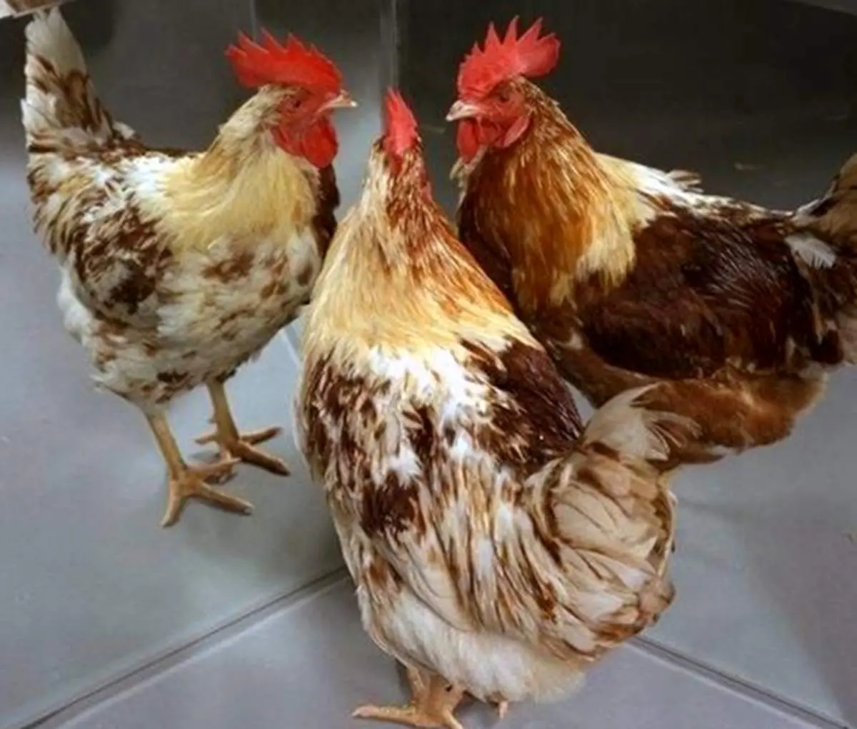 عجیب و غریب؛ زن چینی برای خروسش پدیکور انجام میدهد+عکس