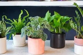 کدام گیاهان مناسب استفاده در خانه است؟