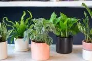 کدام گیاهان مناسب استفاده در خانه است؟