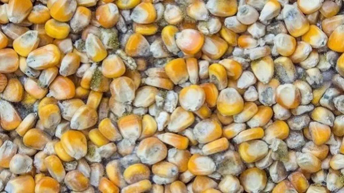 فاجعه کالای اساسی در بنادر