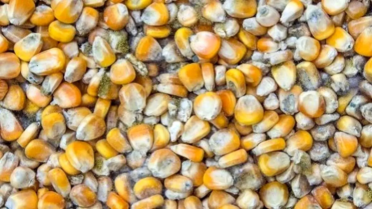 فاجعه کالای اساسی در بنادر