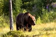 حمله خونین خرس کوهستان به جوان آبدانانی